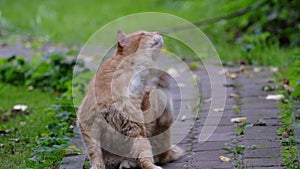 The ginger cat sits with a stern look and scratches its neck with its paw. Close-up