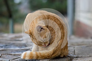 Ginger cat sits on a stone floor and cleans a hair, close-up portrait