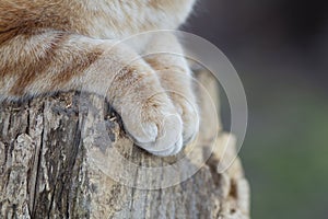 Ginger cat sits on a stump outdoors, close-up of fluffy pet paws, animal background