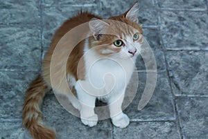 Ginger cat sits on a tile and looks up