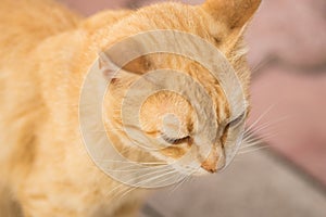 Ginger cat sits on a tiled floor and cleans a paw, close-up portrait