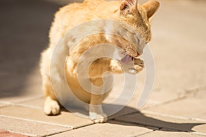 Ginger cat sits on a tiled floor and cleans a paw, close-up portrait, eyes closed