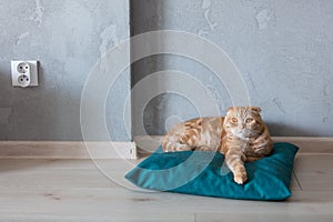 Ginger cat sittin on pillow on a floor