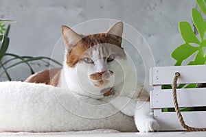 A ginger cat is sitting in a bed. Paws tucked. With a thoughtful look.