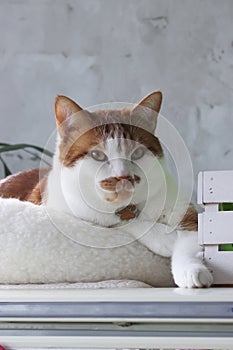 A ginger cat is sitting in a bed. With a thoughtful look.