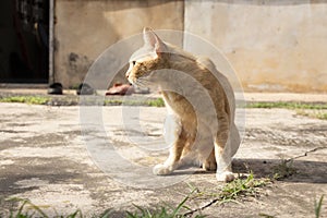 A ginger cat sitting in bright sunlight