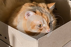 Ginger cat sitting in cardboard box close-up, selective focus