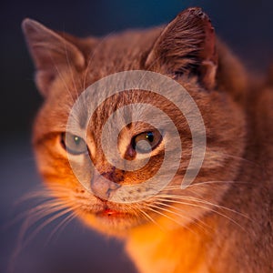 Ginger cat sitting face closeup. Cheshire Cat