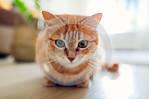 Ginger cat sitting on floor in living room and looking at camera