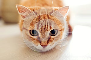 Ginger cat sitting on floor in living room and looking at camera