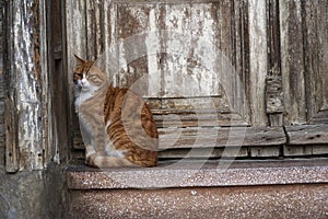 Ginger cat is sitting in front of an old wooden door