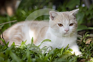 Ginger cat sitting in the garden. Scottish fold kitten looking something on green grass. Cute orange cat with copy space