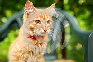 Ginger cat sitting on a green grass nature background