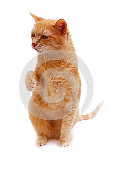 Ginger cat sitting with lifted paw and looking away on white background