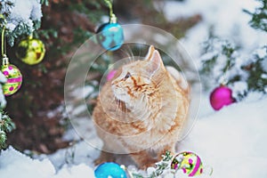 Ginger cat sitting near Christmas fir tree