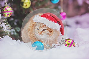 Ginger cat sitting near Christmas fir tree