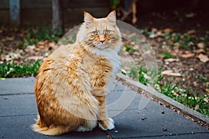 Ginger cat sitting on pavement with piercing gaze.