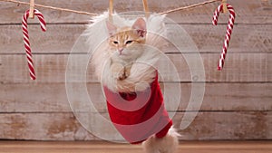 Ginger cat sitting in a santa hat hanging on decorated drying line