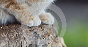 Ginger cat sitting on a stump in garden, close-up of fluffy pet paws, animal background