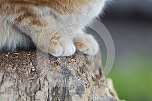 Ginger cat sitting on a stump in garden, close-up of fluffy pet paws, animal background