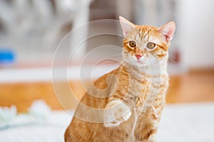 Ginger  cat sitting on a wood table  and playing indoors.