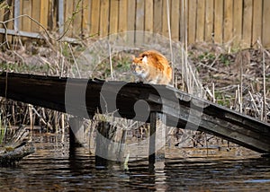 Ginger cat sitting on the wooden dock by lakeside