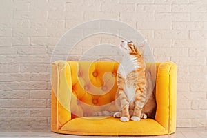 Ginger cat sitting on yellow couch and looking at up. Cute curious kitten on soft sofa. Copy space for text