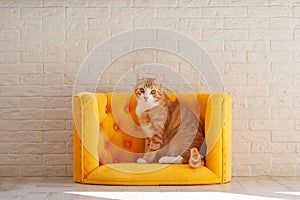 Ginger cat sitting on yellow couch and looking at us. Cute curious kitten on soft sofa. Pet at home