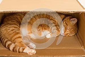Ginger cat sleeping in a box