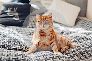 Ginger cat relaxing on couch in living room lying in funny pose on blanket. Pet enjoying sun at home