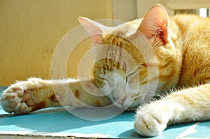 Ginger cat sleeping on cupboard in morning sunlight