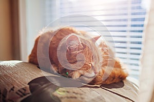 Ginger cat sleeping on cushion in living room by window. Pet having nap at home