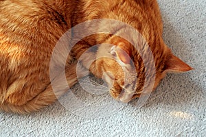 Ginger cat sleeping on gray blanket in curling up pose
