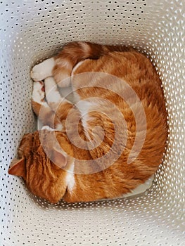 Ginger Cat Sleeping In A Laundry Basket