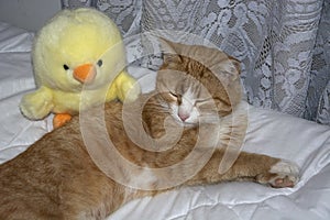 Ginger cat sleeping with a soft toy close-up. Kitten and chicken on the bed in the house