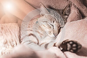 The ginger cat sleeps on the bed. A cat lie supine on the blanket