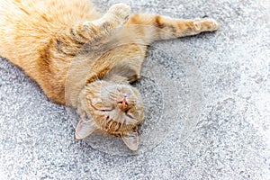 A ginger cat sleeps on the cement floor.