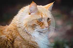 Ginger cat with a smart mustache.