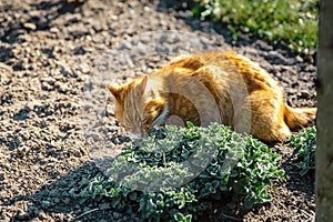 Ginger cat smelling and eating catmint