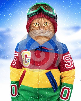 Ginger cat snowboarder.Isolated .