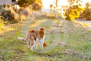 Ginger cat stalking just before sunset