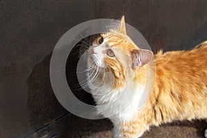 The ginger cat is standing near the door and waiting to be let in. Walking pets. Portrait of a cat with copy space