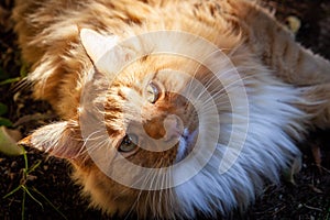 Ginger cat staring intensely into the camera.