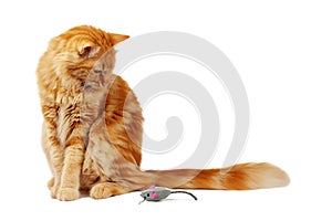 Ginger cat staring at a toy mouse