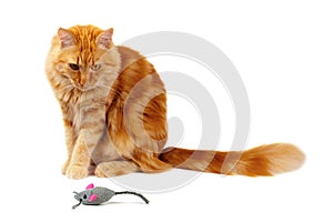 Ginger cat staring at a toy mouse