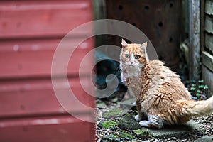 A ginger cat startled down an alleyway on London.