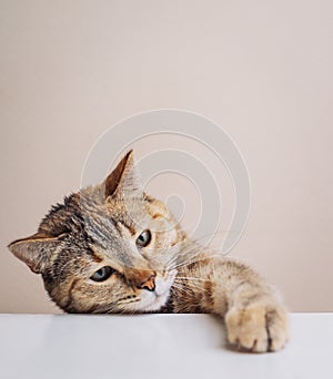 A ginger cat steals food from the kitchen table with its paw.