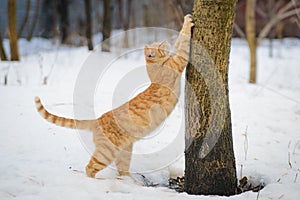 Ginger cat stretches