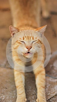 Ginger cat stretches with closed eyes. Wild stone floor in the yard