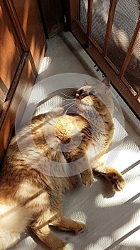 A ginger cat is sunbathing on a good day